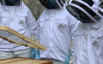 Teambuilding et management autour de l’apiculture: renforcer la cohésion d’équipe en protégeant les abeilles urbaines