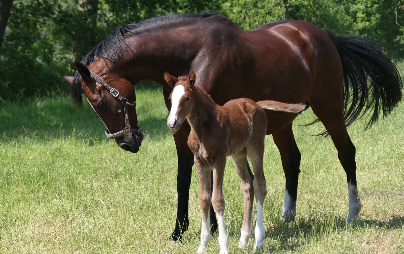 Mare and foal in a sunny field, visible well-being