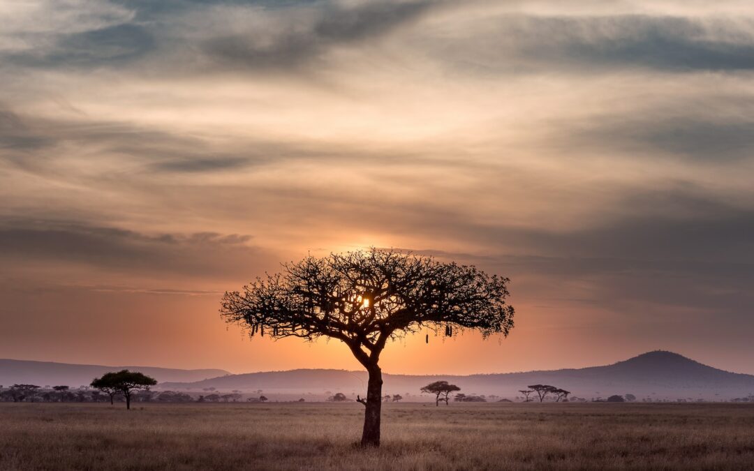 brown tree on surrounded by brown grass during golden hour